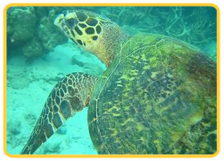 Perhentian Island. Mama's Chalet. We offer you the activites at the special prices;