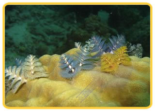 Perhentian Island. Mama's Chalet. We offer you the activites at the special prices;